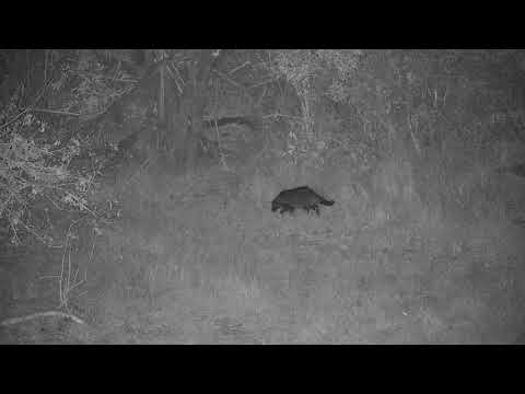 Djuma: Civet - 20:20 - 09/18/20