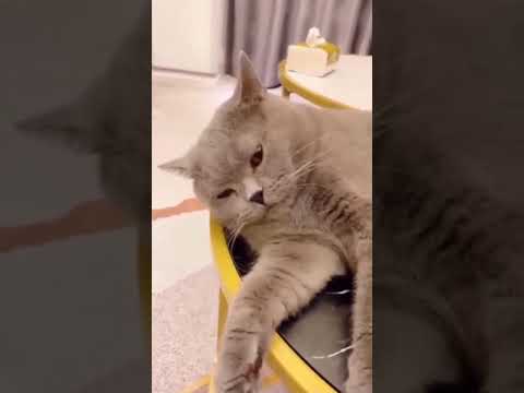 An Angry Cat | What Happens when you pluck a Cat's Whisker | Cute Animals | Funny Animals | #Shorts