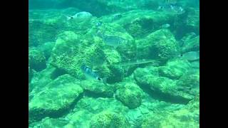 preview picture of video 'Sphyraena viridensis, barracuda mediterraneo in Aegean sea, Rhodes island, Kiotari, 26 june 2010'