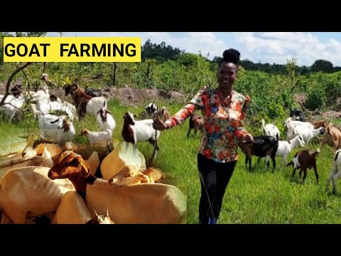 , title : 'The Cost Of Buying Quality GOATS For Beginners ! | Q&A'