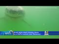 Great White Shark Chomps On Camera Near Monomoy