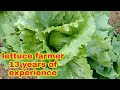 Lettuce Grower 13 Years Of Experience How To Apply Fertilizer Drenching Technique