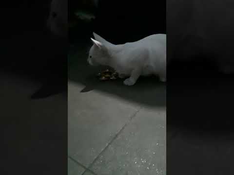 cat playing with a spinner