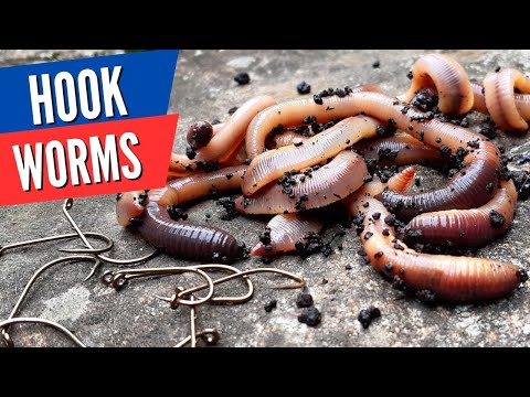 The Ultimate Guide to Baiting Worms for Bass, Panfish, and Carp/Catfish