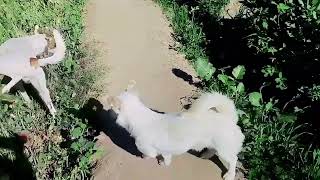 Baby Girl Is Being Raised By Six German Shepherds | The Dodos, UPL