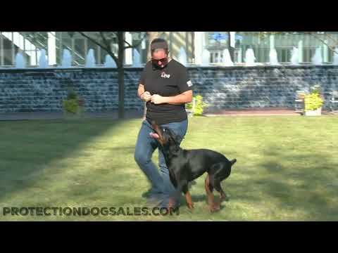 Beautiful Doberman "Haze" Out At The Park Putting In The Work