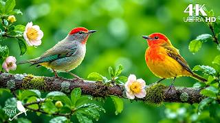 🐦 Beautiful Wild Birdsong in Nature | Peaceful Forest Sounds for Sleep, Focus & Relaxation