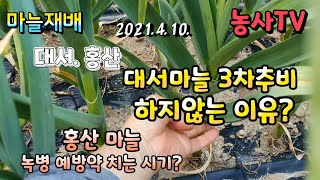 마늘재배, 대서마늘, 홍산마늘 3차 추비 해야하나? 홍산마늘 녹병 예방약 방제 시기는? [농사TV]
