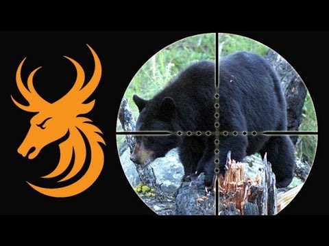 Lov Medvěda baribala