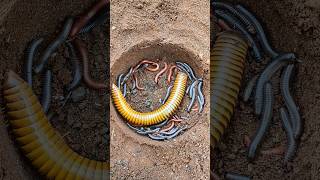 Download lagu Ibu dan anak Millipede kaki seribu - short millipede #snailhunter mp3