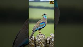 Download lagu Burung Tinamou Berjambul Elegan Bersuara di Padang Rumput yang Tertiup Angin, Diiringi Suara Alam Pedesaan #burung #satwa liar mp3