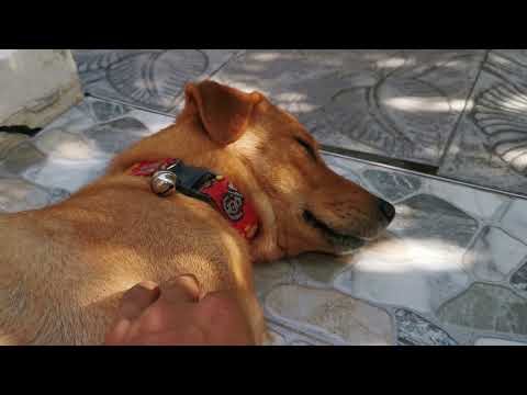 Dogs Free Copyright Videos | Dog Style Very Funny | Beauty Of Animals | Hafiz Dastgeer