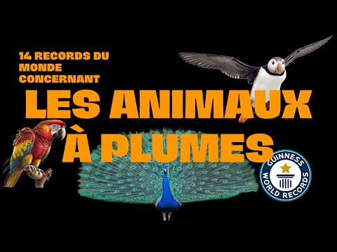 RECORDS DU MONDE #17 - Les animaux à plumes