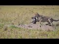 Cheetahs Hunt Warthog