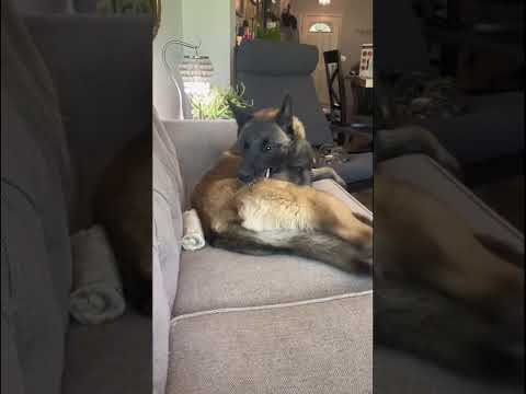 Funny and cute dogs compilation#funnydogs#cute#doglover#doglife#cure#dogshorts#pet#doglife#dogshorts