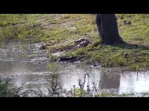Djuma: Egyptian Goose pair - 14:50 - 08/04/2022
