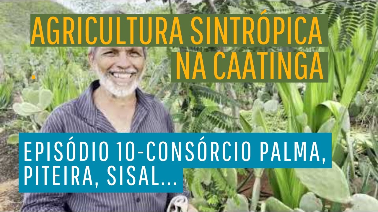 Agricultura sintrópica na Caatinga. Episódio 10 - Consórcio palma, piteira, sisal....