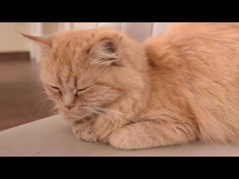 Vlog-1 09/04/2023 (doing charcoal drawings, springtime nature)