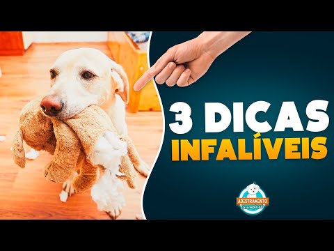 DOG THAT DESTROYS: 3 INFALLIBLE TIPS (2021)