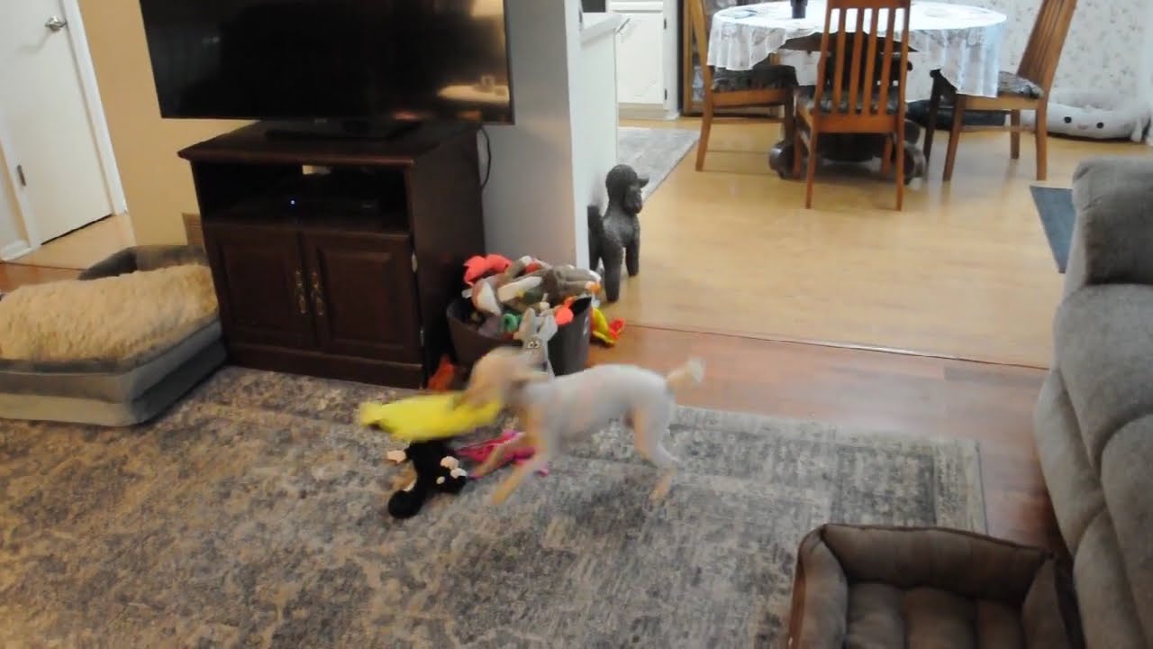 Enlarge LIZZY, a Adopted Poodle in Elk River, MN video 6/6