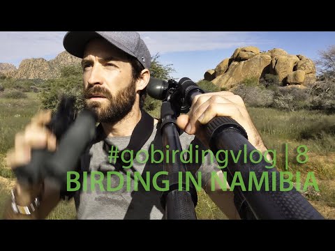 Vögel beobachten in Namibia | #gobirdingvlog​ 8 | Birding Vlog