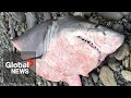 Rare Great White Shark Washes Up Dead On BC Beach