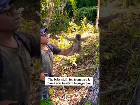 MAMA SLOTH THANKS MAN FOR GIVING HER BABY BACK! #shorts