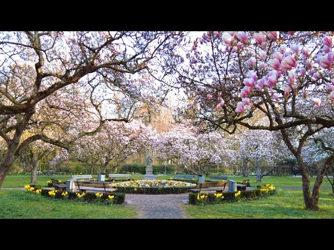 travelling to see magnificent magnolia