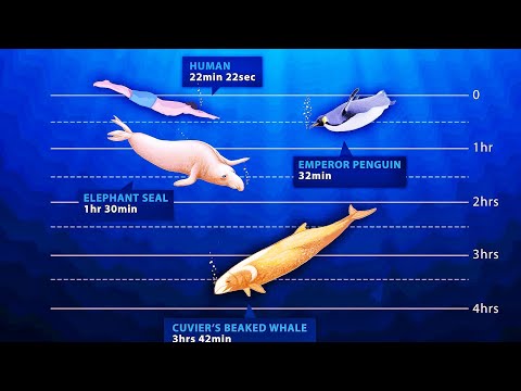 image-How long can an orca stay underwater?