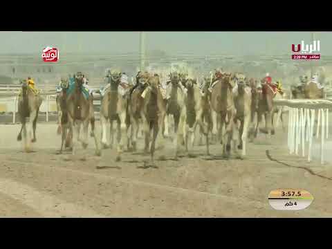 ش 14 (رهيف) لـ علي محمد زيد نديله المري 5:51:30 , مهرجان الأمير الوالد 2026/2/3 حقايق الشحانية