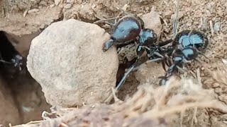 Ant Tries To Lift a Rock 10 Times Heavier Than its Weight