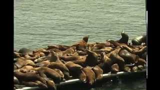 Sea Lions Converge on a Moss Landing Harbor Dock