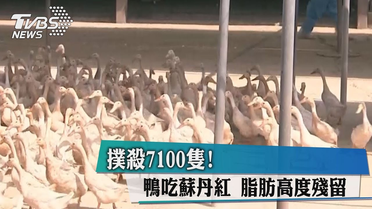 撲殺7100隻!鴨吃蘇丹紅 脂肪高度殘留