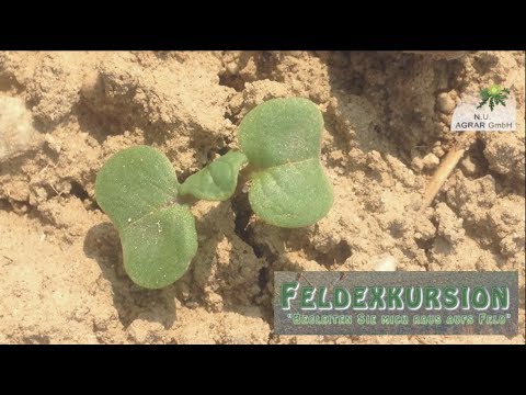 77. Feldexkursion: Rapsaussaat mit neuer DüVo - NU Agrar, 16.08.2017