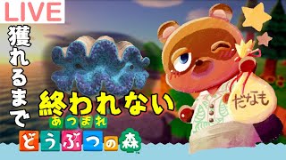 【だなも通信】オオシャコガイ獲れるまで終われせん【あつまれどうぶつの森】