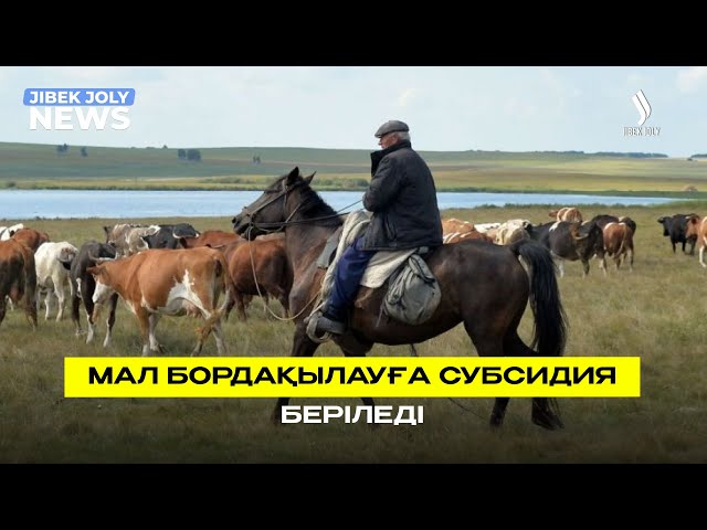 Мал бордақылауға субсидия беріледі