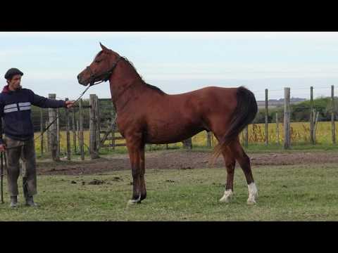 Lote BH DAMASQUITO
