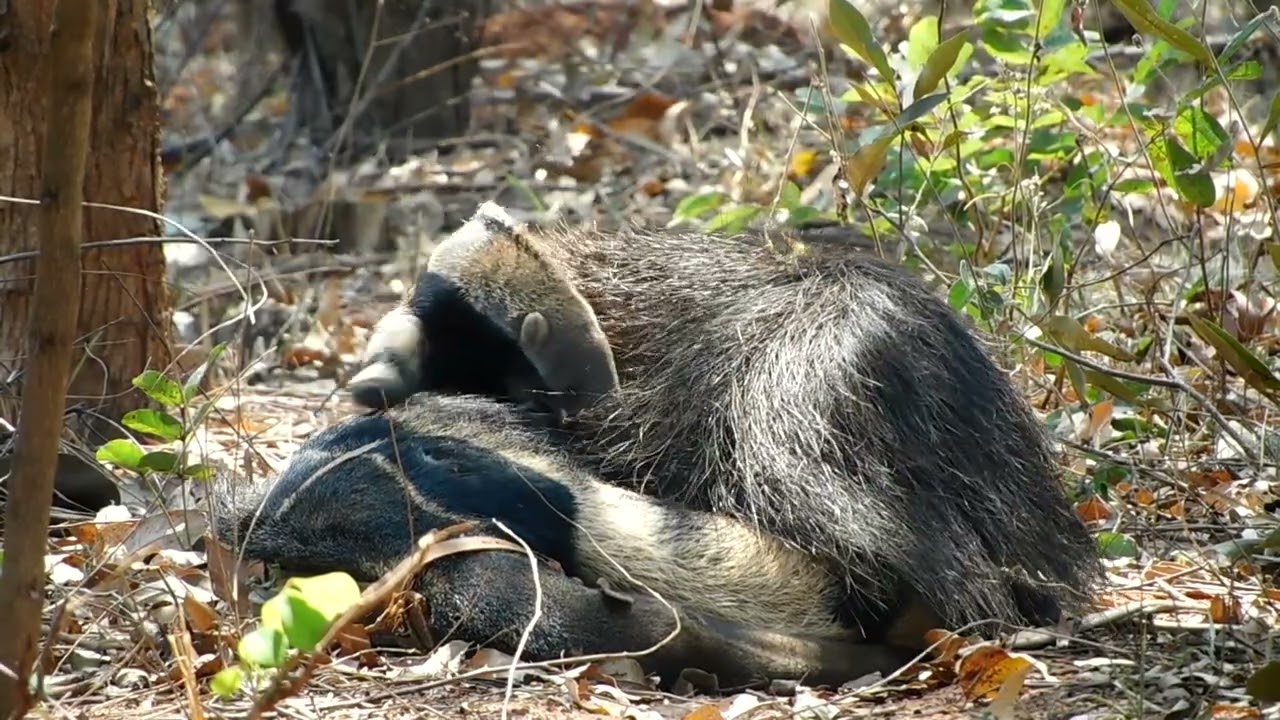 Behaviour pattern: Pup nestling & affiliative time / Padrão comportamental: Aninhamento e filiativo.