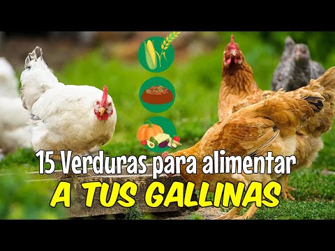 15 VERDURAS que puedes darles a tus GALLINAS 🐔