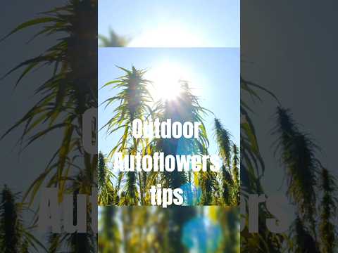 Outdoor Autoflowers tips🌱 #gardentok