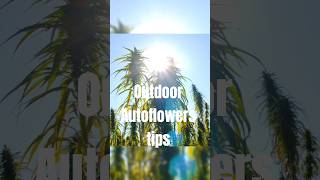 Download lagu Outdoor Autoflowers tips🌱 #gardentok mp3 Download lagu Outdoor Autoflowers tips🌱 #gardentok mp3