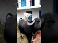 cute and funny lamb 可愛的小羊 shorts