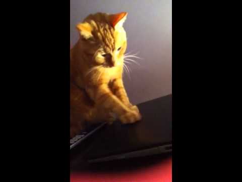 Crazy Cat Scratches Laptop