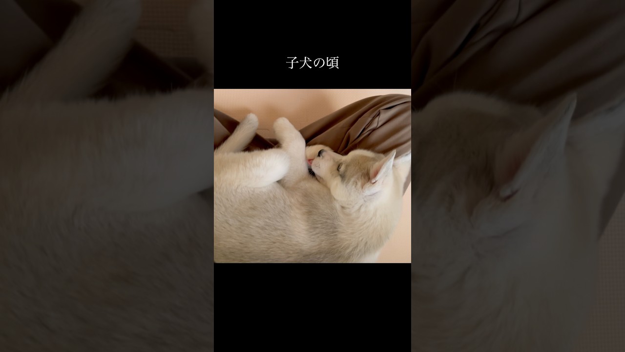 いくつになっても甘えん坊 #shorts