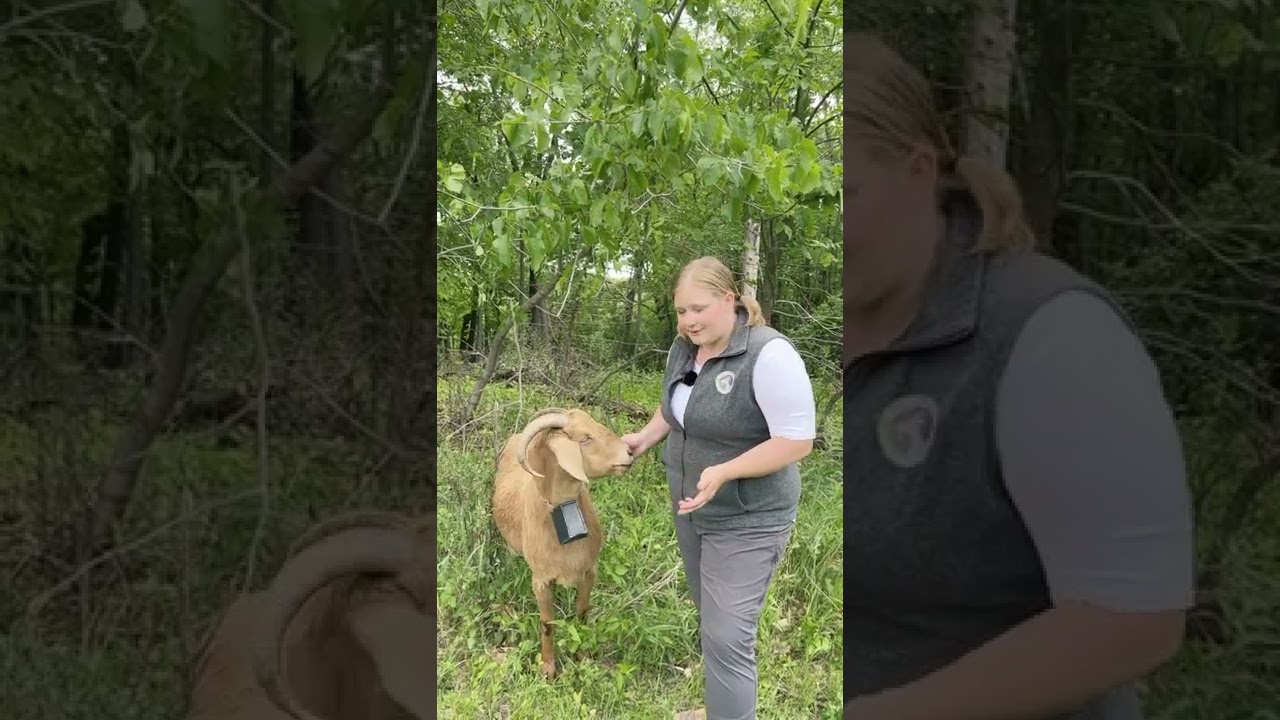 Testing Virtual Fence Technology in an Upper Midwestern Goat Grazing Operation