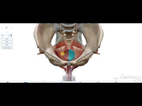Urinary bladder ligaments 2