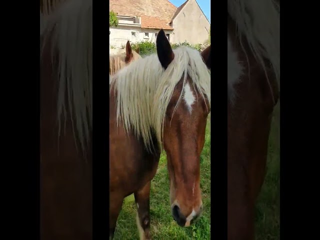 Cheval Comtois mont&eacute; 