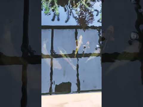 Pah's Pond 24hrs After Fitting The EA TEMPEST Filter #koipond #koi #crystalclearwater #koifry