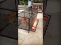 Innovative Chicken Coop Design For Urban Rural Poultry Farmers Diytools