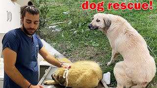 ARABA ÇAPRAN KÖPEK! Arka Ayaklarına Basamıyordu! Kızına Nasıl Kavuştu?